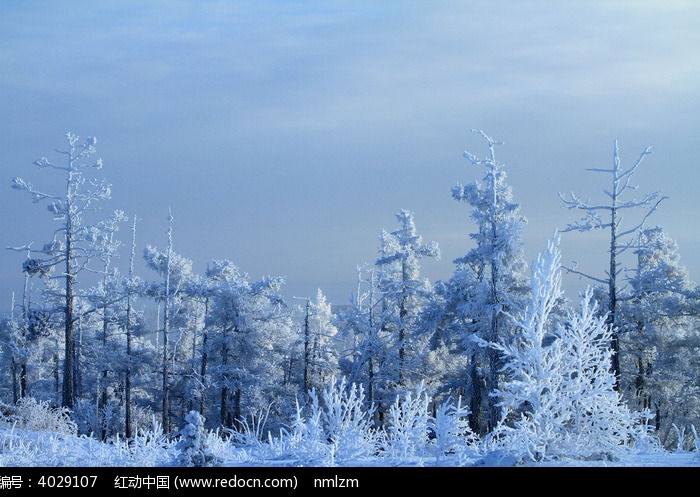 ����ѩ��ͼƬ