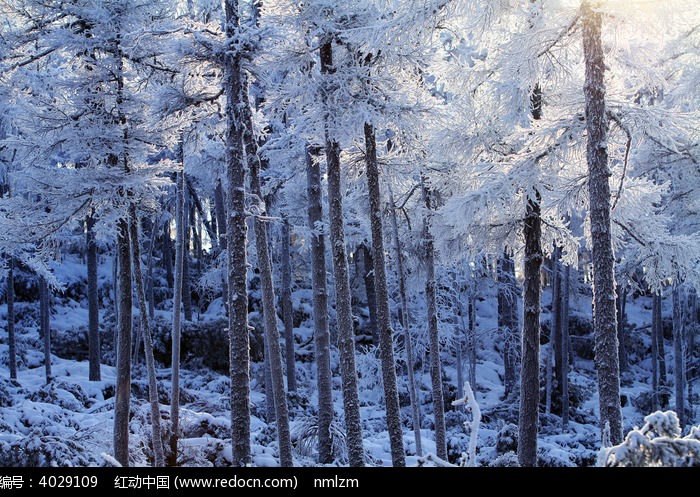 ����ѩ��ͼƬ