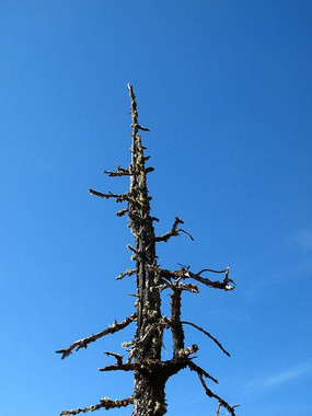 �մ��ɭ�ֹ�԰����