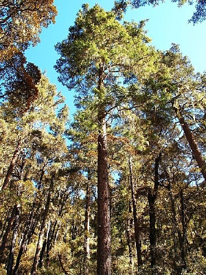 �մ�����ɭ�ֹ�԰������