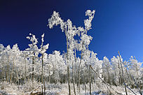 �˰�ѩ���滨��