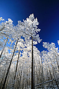 ��ɫ����