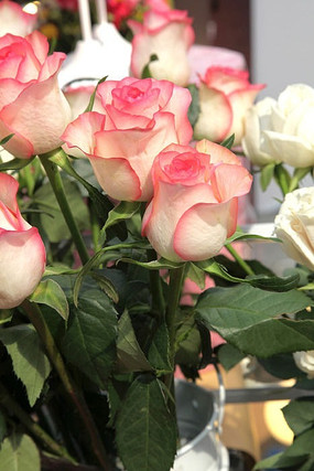 һ����ɫõ�廨