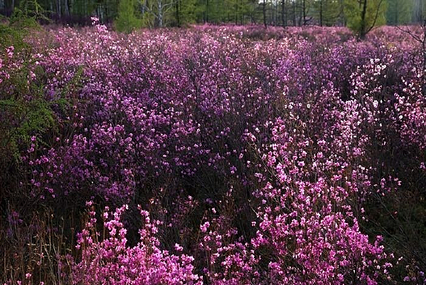 ���˰���ֲ����