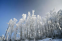 �ֺ�ѩԭ��ѩ���