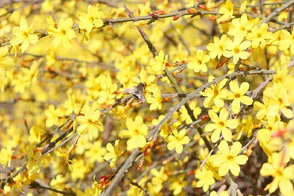 ӭ����С�ƻ�