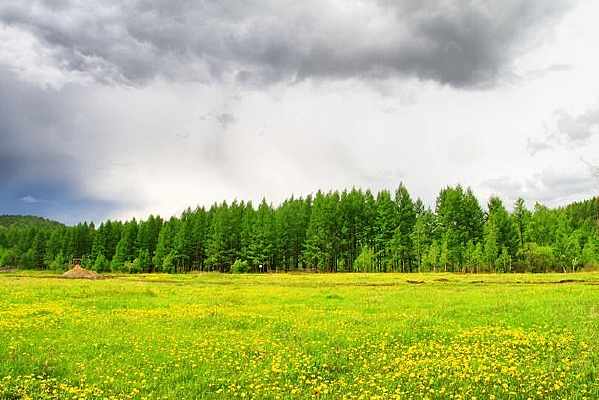 �����ʻ�����Ұ