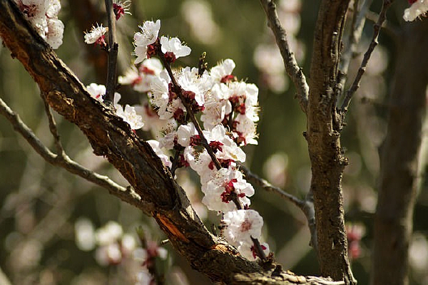 ���ŵ�ɽ��