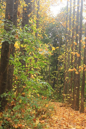 ��Ȼ����