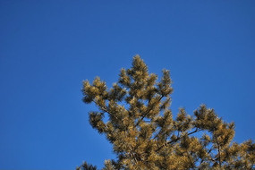 ѩ������