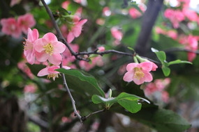 ��ɫ���Ļ�֦