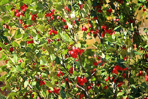 ����֦ͷ�Ĺ�ʵ