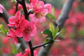 ���ŵĺ��Ļ�