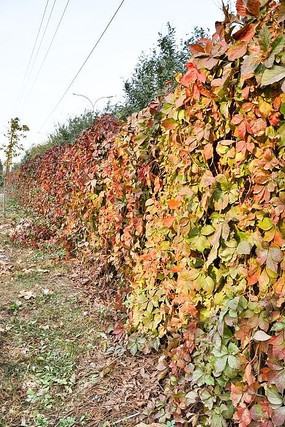 ������˿