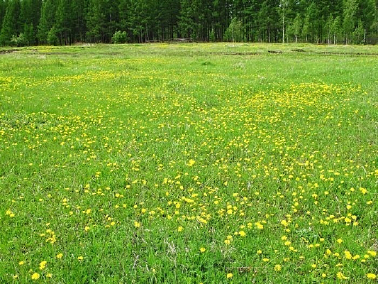 ��������Ұ��