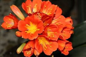 ���ŵľ�����