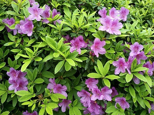 �Ϻ�ɫ�Ķž黨