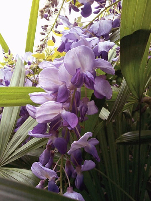 ���ٻ���