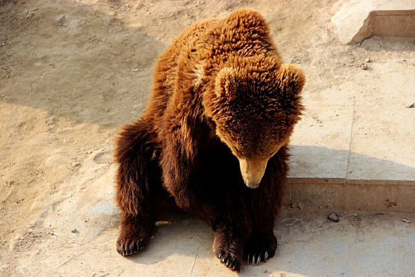 ���ŵĶ���