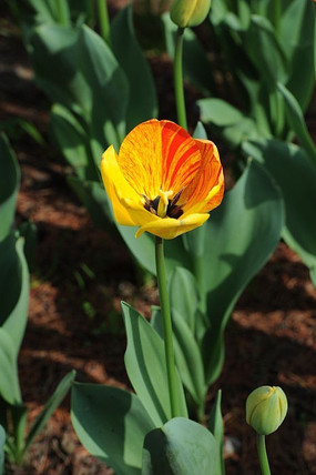 ������ֲ��