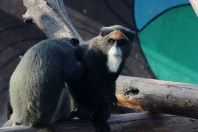 ��ɫ����