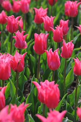 õ��ɫ��������