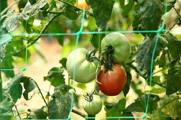 �߲˴���������