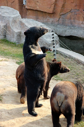 熊群中站立的黑色小熊