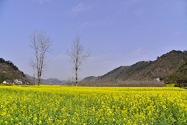 �Ͳ˻�����