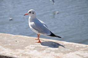 ��Ÿ����