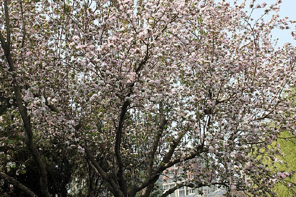 ��ɫ��������Ҷ����