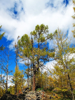 ����ɭ��