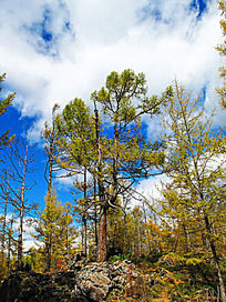 ����ɭ��