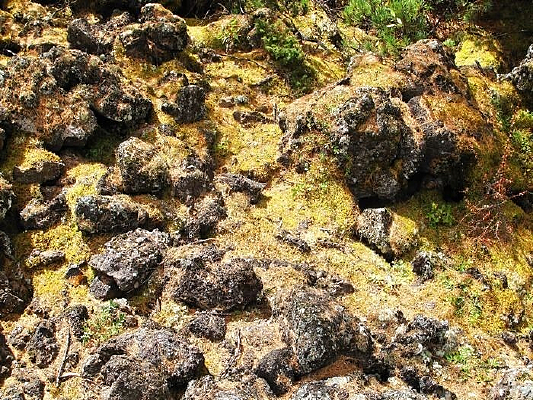 ɭ�ֵ�����