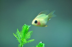 �������ȴ���