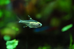 ͸����С��