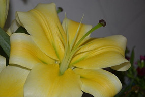 ���޵İٺϻ�