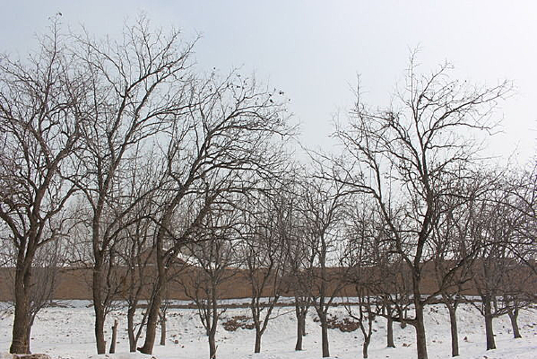 ѩ������