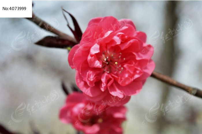 一朵小紅花