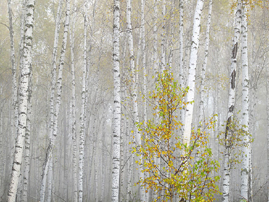 �������ַ羰