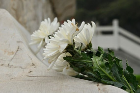 ��ʿ��԰�ʻ�