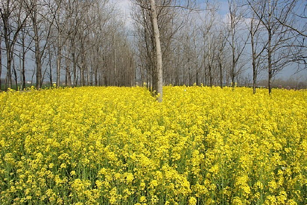 һƬ�Ͳ˻���