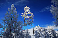 ��ѩ����