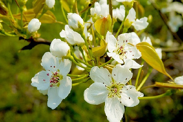 �����Ļ�԰��ͨ