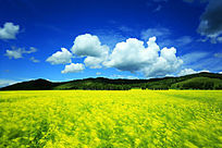 �����Ͳ˻�