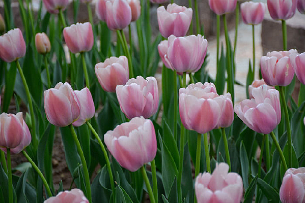 ��ɫ�����㻨��