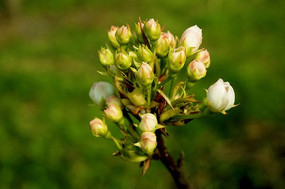 �������ŵ��滨