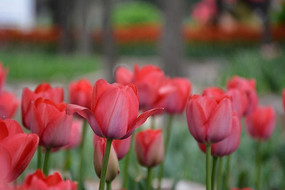 ��ɫ�������