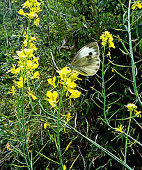 ������˻�