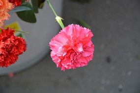 ��Ƭ����ܰ